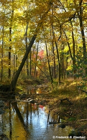 Autumn Morning in the Hickory Wood