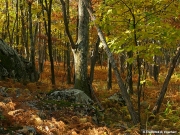 Fernwood in Autumn
