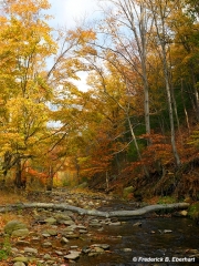 Rapidan River, Autumn