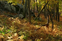 Autumn Bed on the Blue Ridge