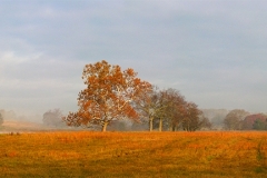 Brandy Station Field in Autumn