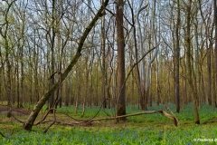 Bull-Run-Woodlands-in-Spring-M49