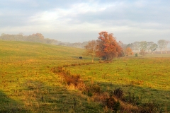 Morning on a Culpepper Field